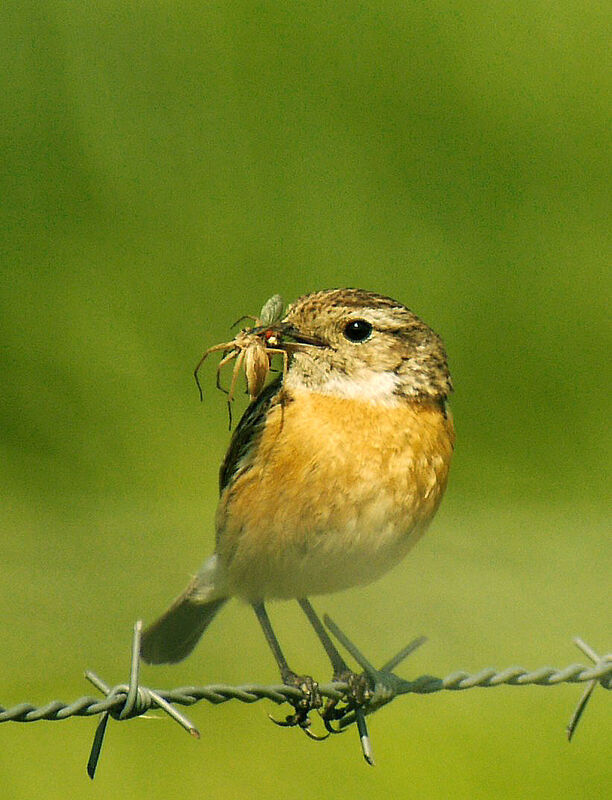 European Stonechat female adult breeding, identification