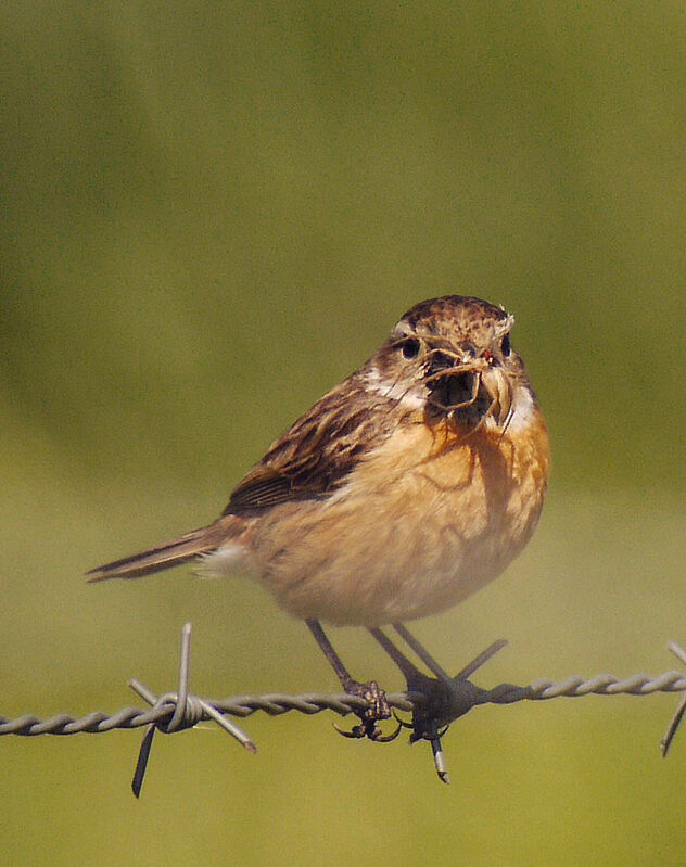 European Stonechat female adult breeding, identification