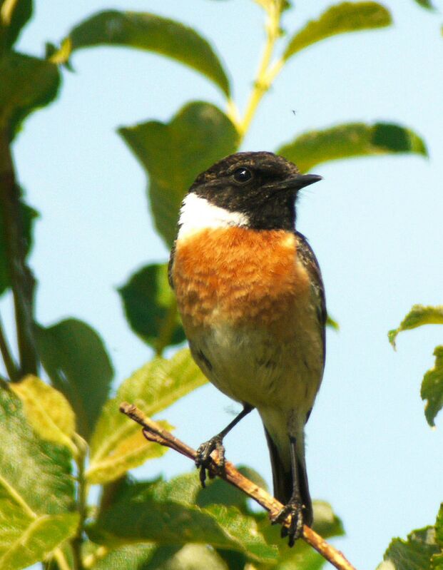 European Stonechat male adult breeding, identification