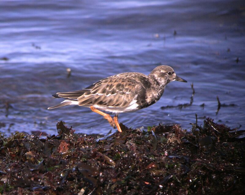 Ruddy Turnstonejuvenile, identification