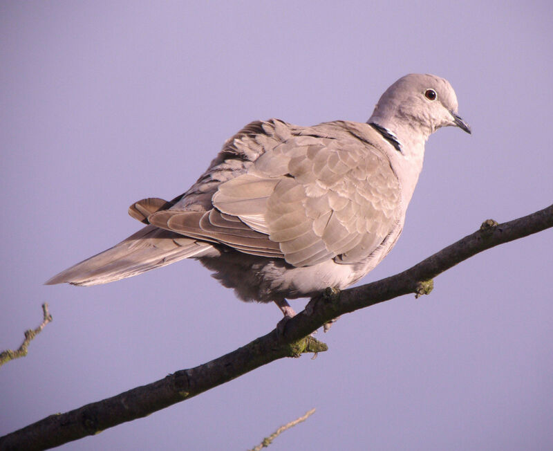 Eurasian Collared Doveadult, identification