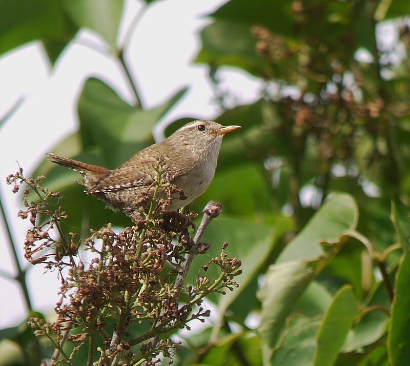 Troglodyte mignon mâle adulte nuptial, identification