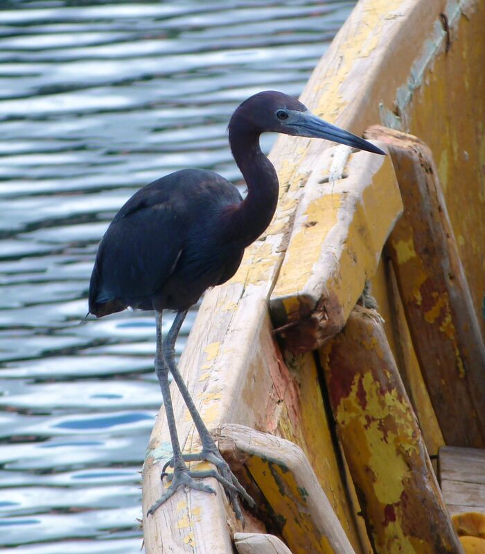 Aigrette bleue