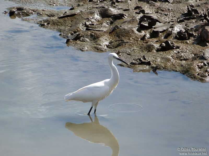 Aigrette garzette