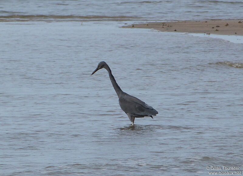 Aigrette sacrée