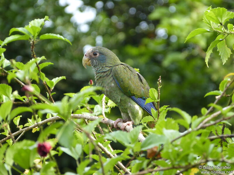 Amazone d'Hispaniola