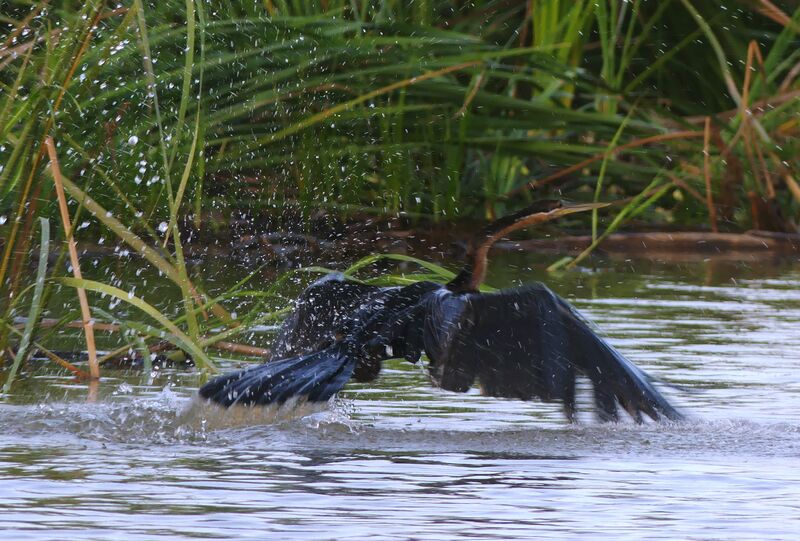 African Darter