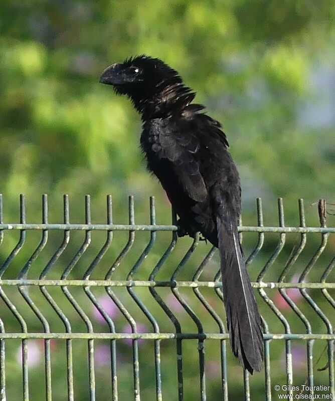 Smooth-billed Ani