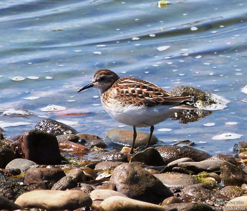 Least Sandpiper