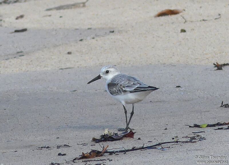 Sanderling