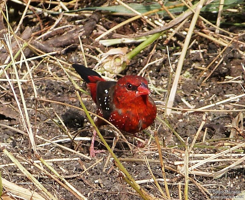 Bengali rouge