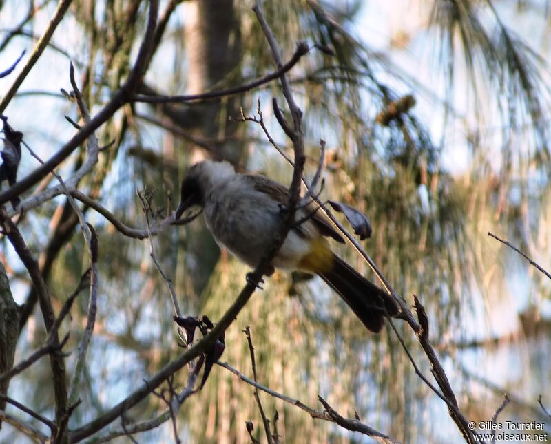 Bulbul cul-d'or