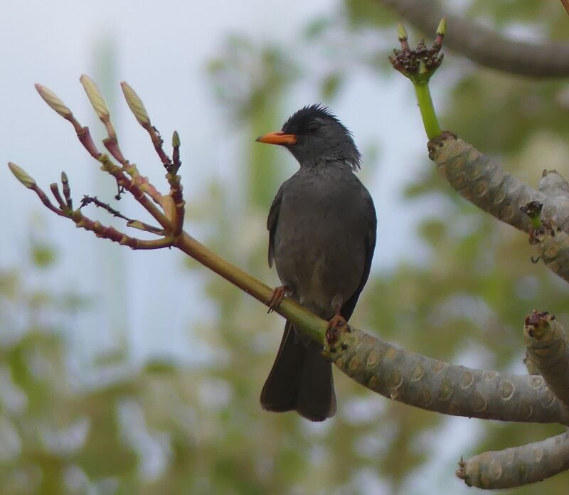 Malagasy Bulbul