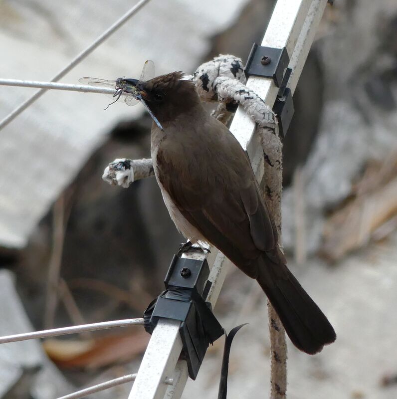 Common Bulbul