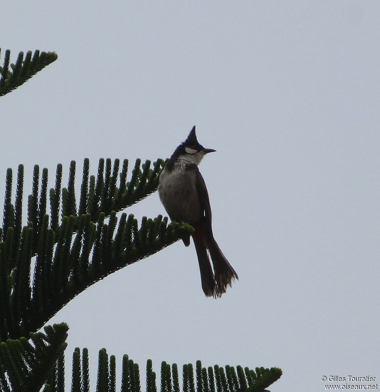 Red-whiskered Bulbul