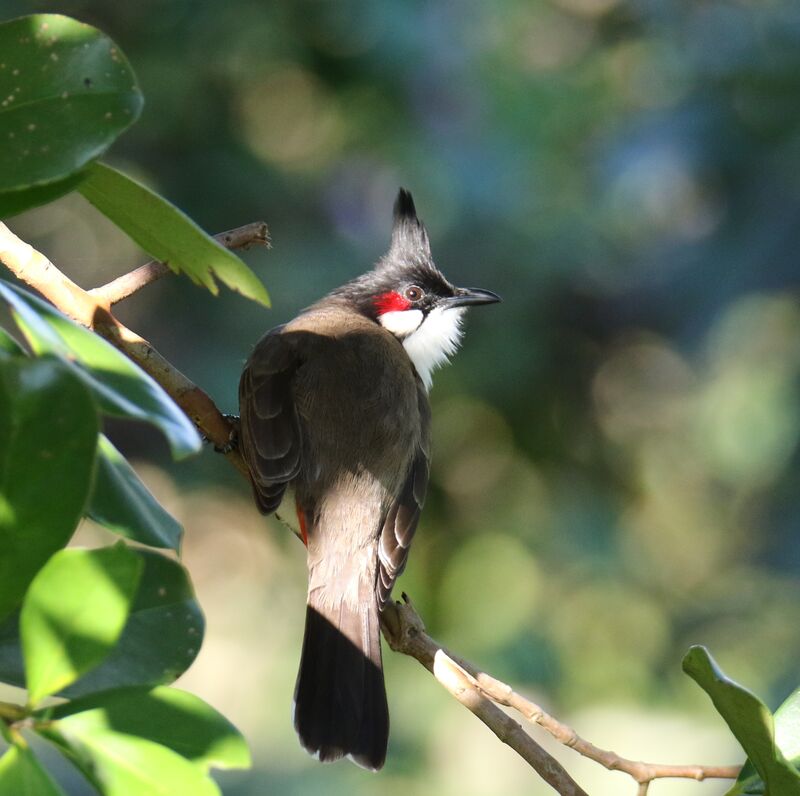 Red-whiskered Bulbul