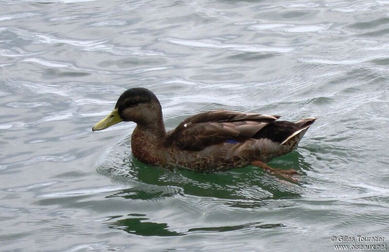 Canard noir