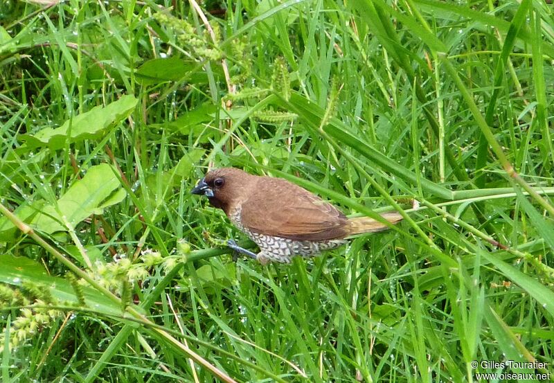 Scaly-breasted Munia