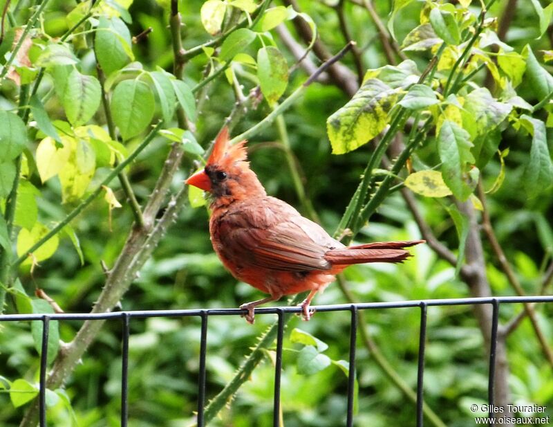 Northern Cardinal