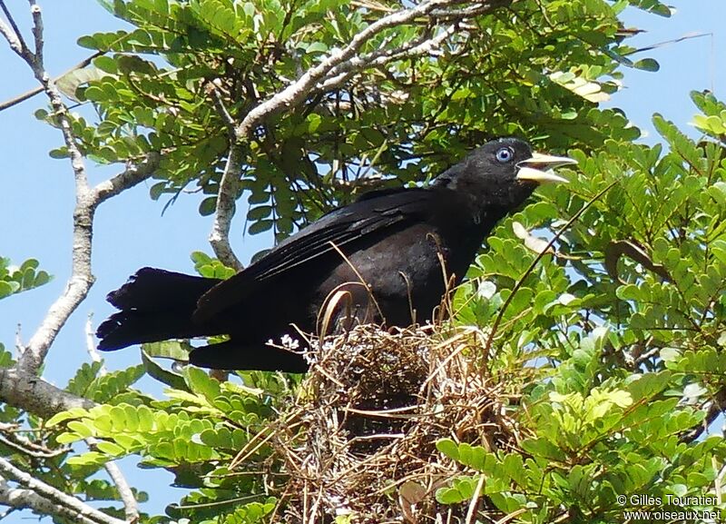 Red-rumped Cacique