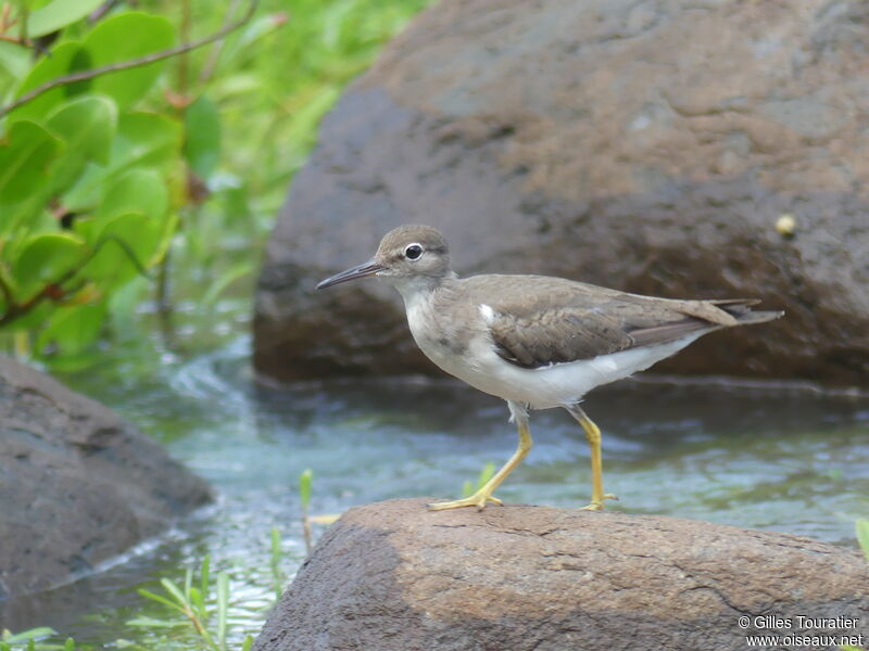 Spotted Sandpiper