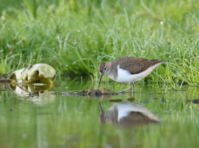 Common Sandpiper