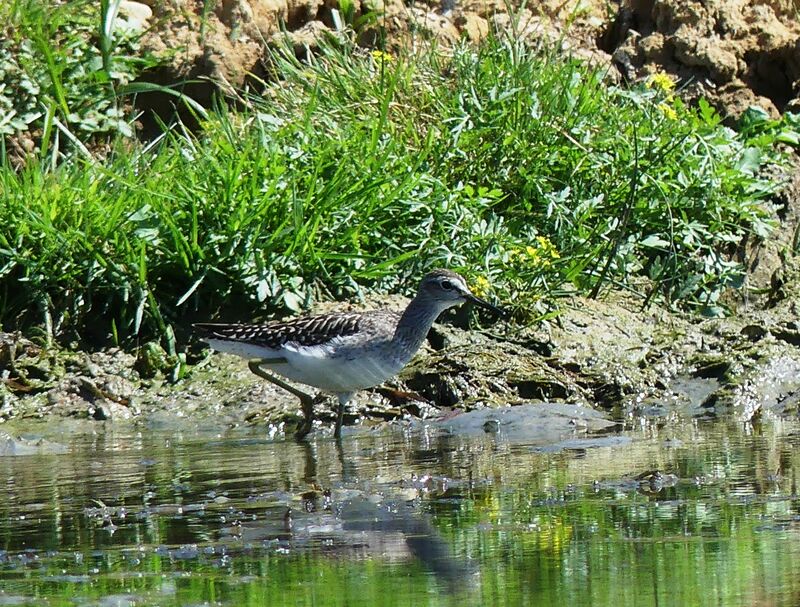 Wood Sandpiper