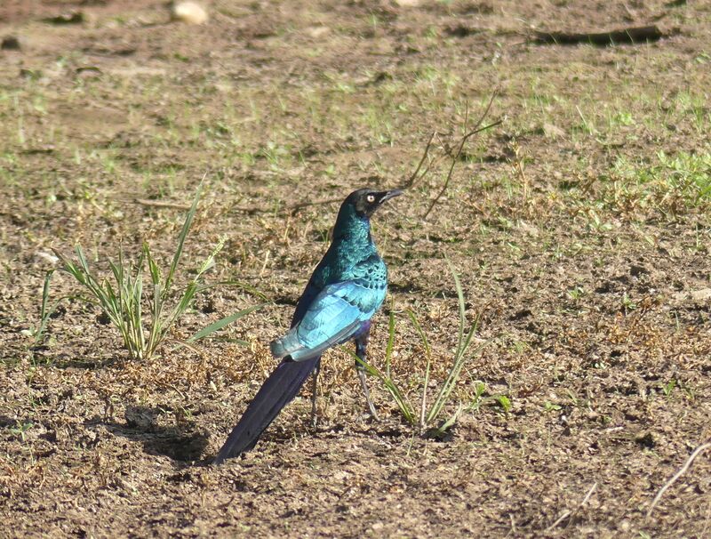 Long-tailed Glossy Starling