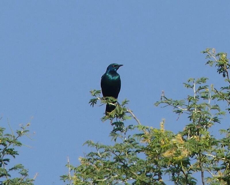 Greater Blue-eared Starling