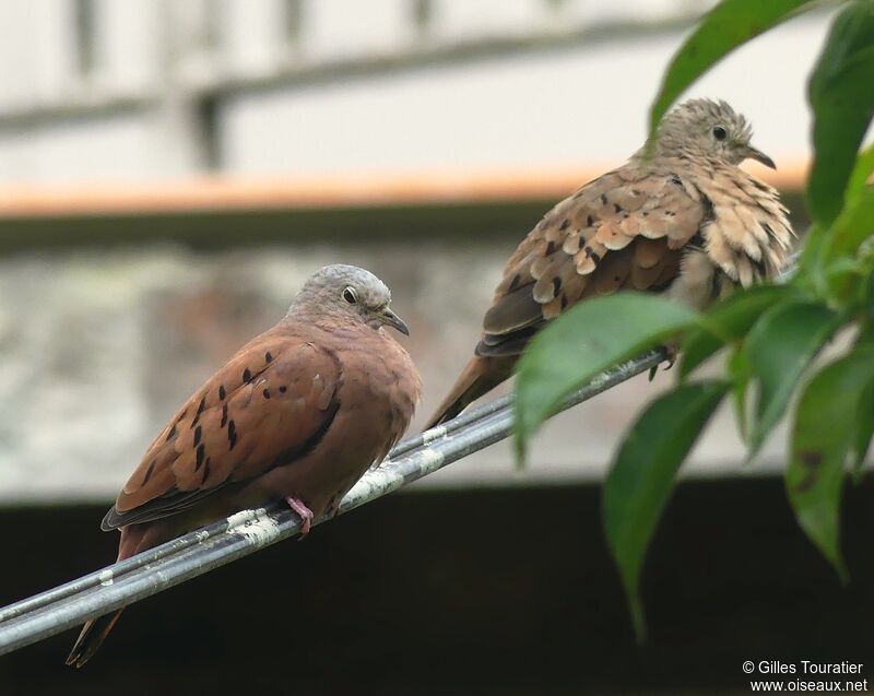 Ruddy Ground Dove