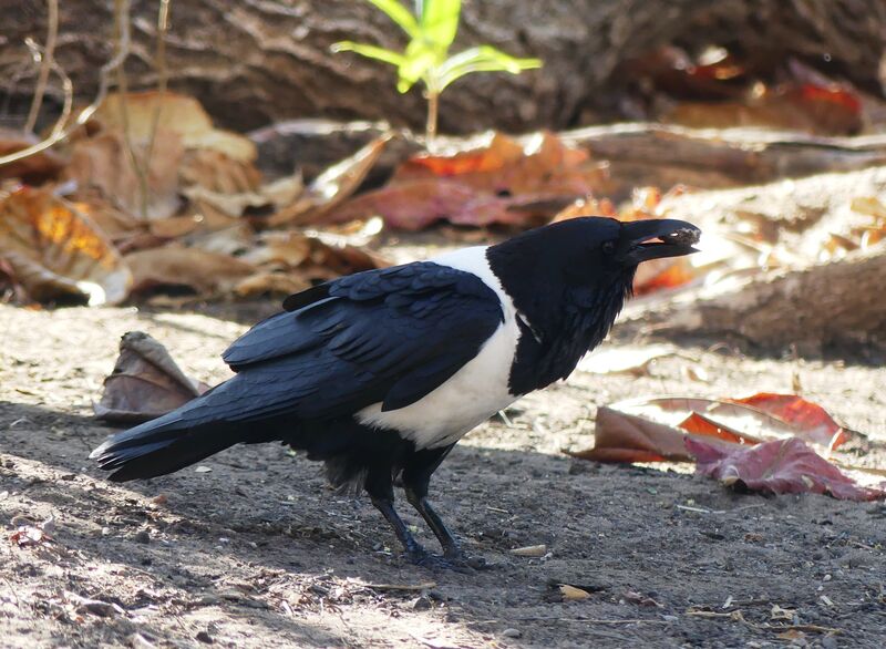 Corbeau pie