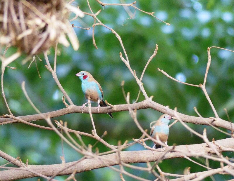 Red-cheeked Cordon-bleu