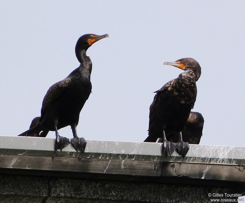 Double-crested Cormorant