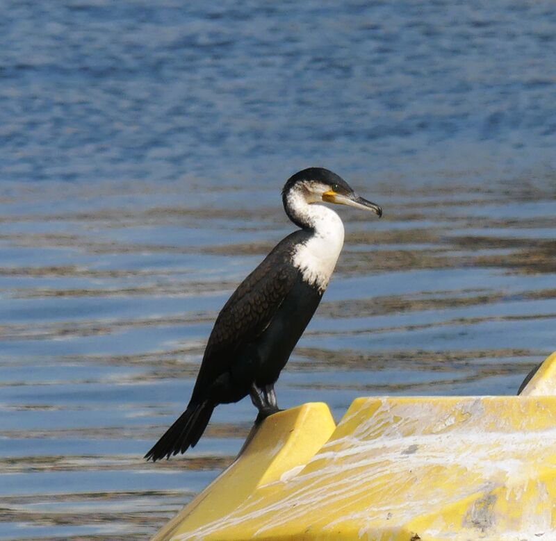 White-breasted Cormorant