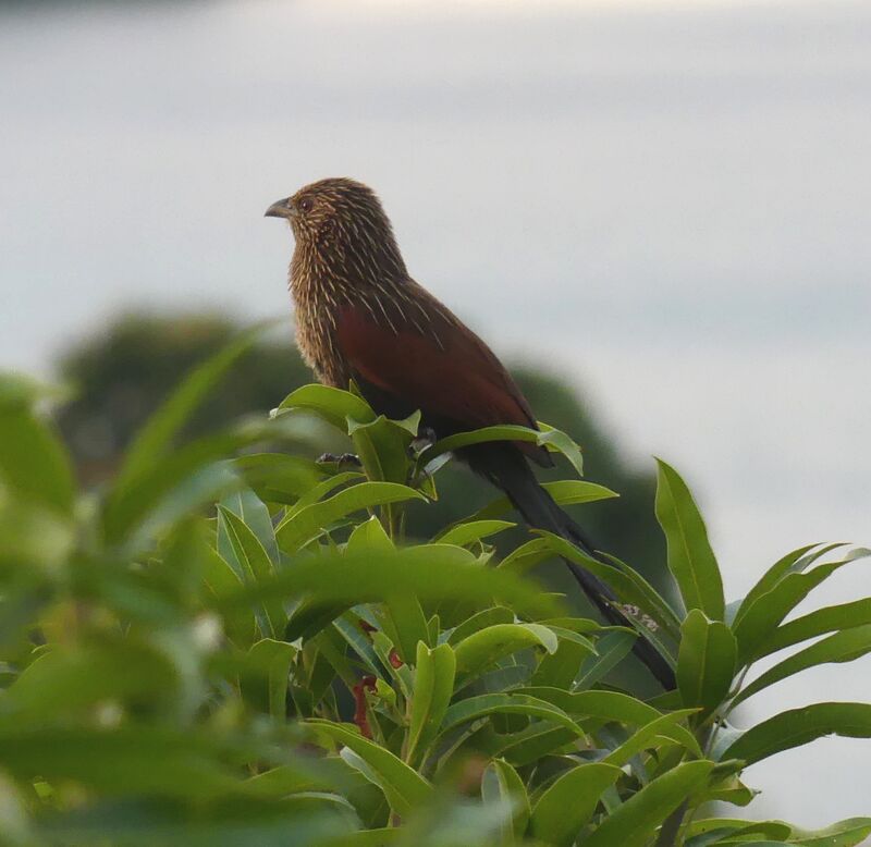 Coucal toulou