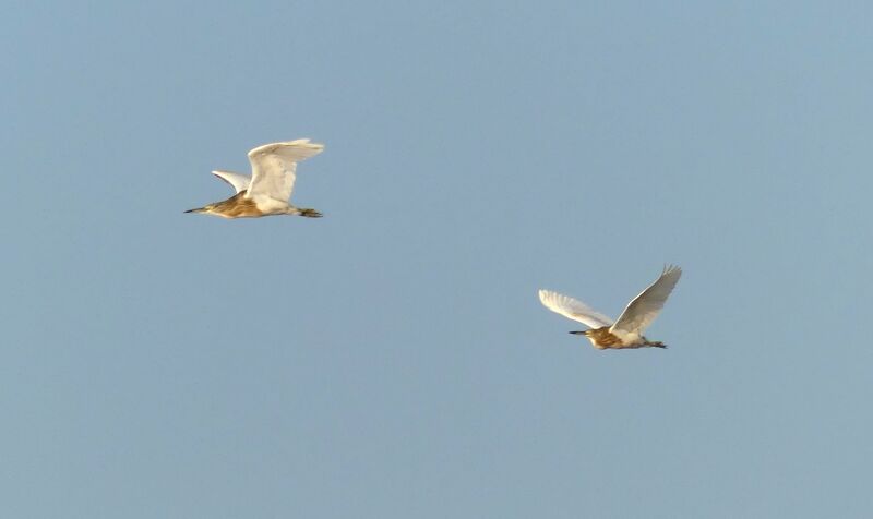 Squacco Heron