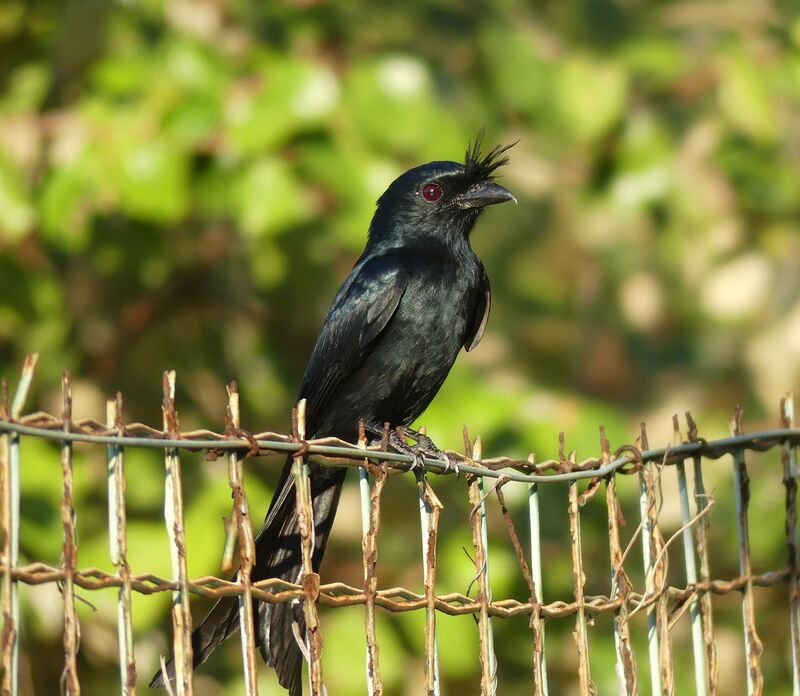 Drongo malgache