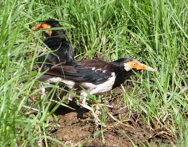 Siamese Pied Myna