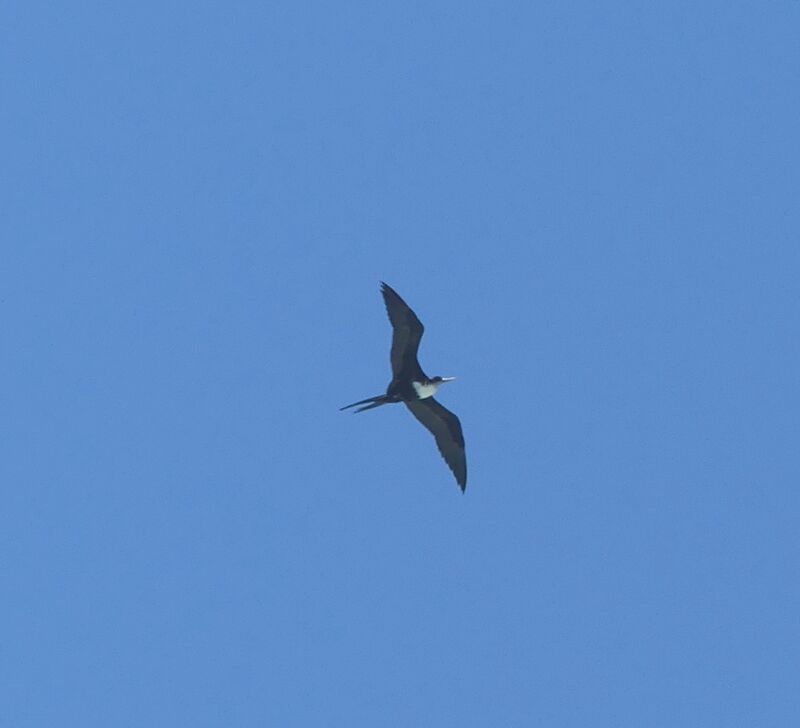 Great Frigatebird