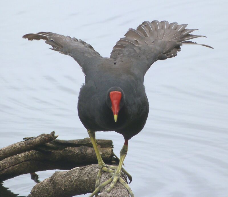 Common Gallinule