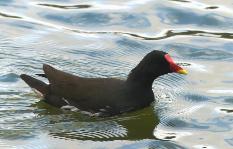 Gallinule poule-d'eau