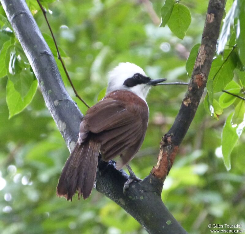 White-crested Laughingthrush