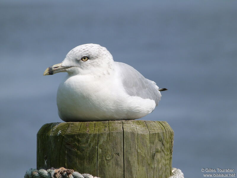 Ring-billed Gull