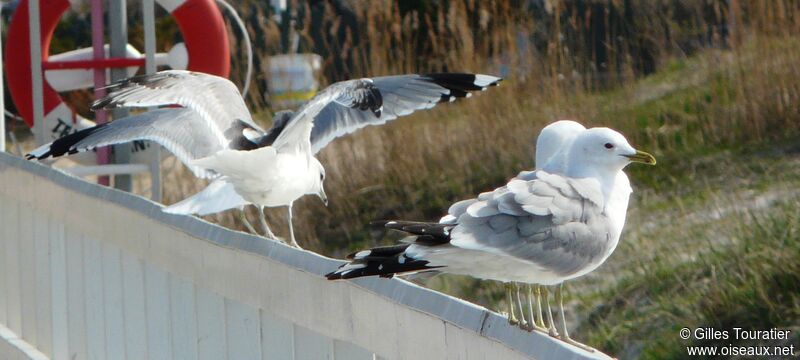 Common Gull