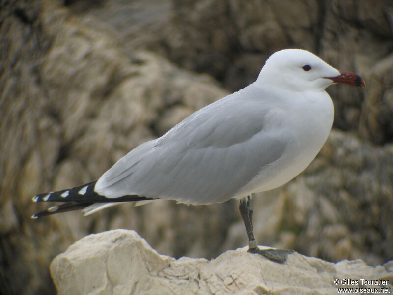 Audouin's Gull