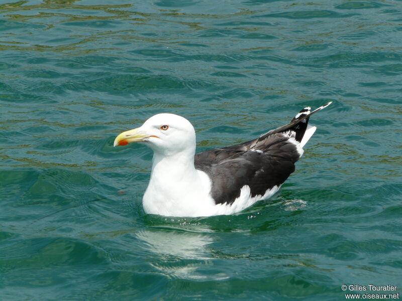 Great Black-backed Gull