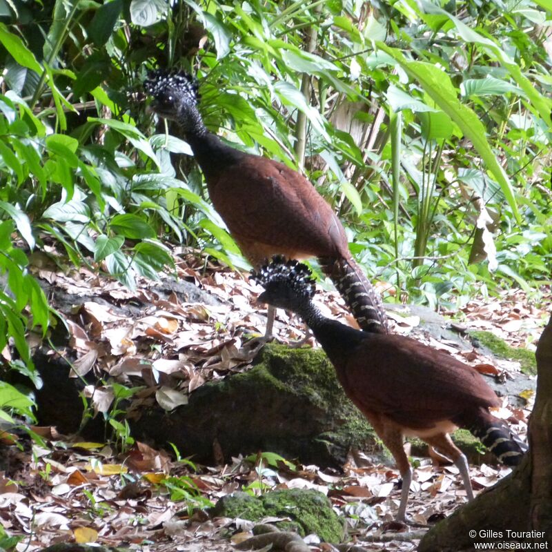 Great Curassow