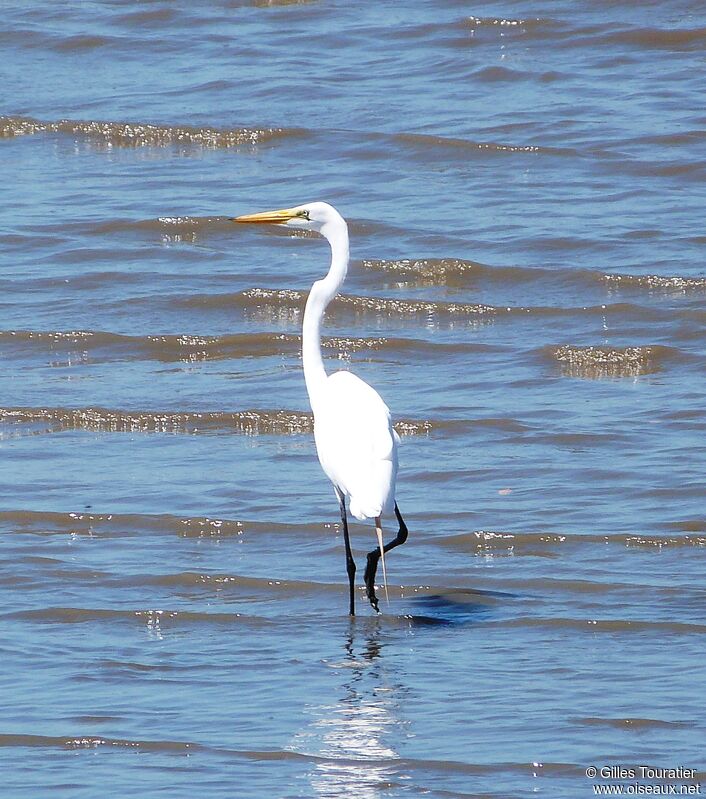 Great Egret