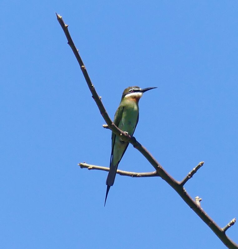 Olive Bee-eater