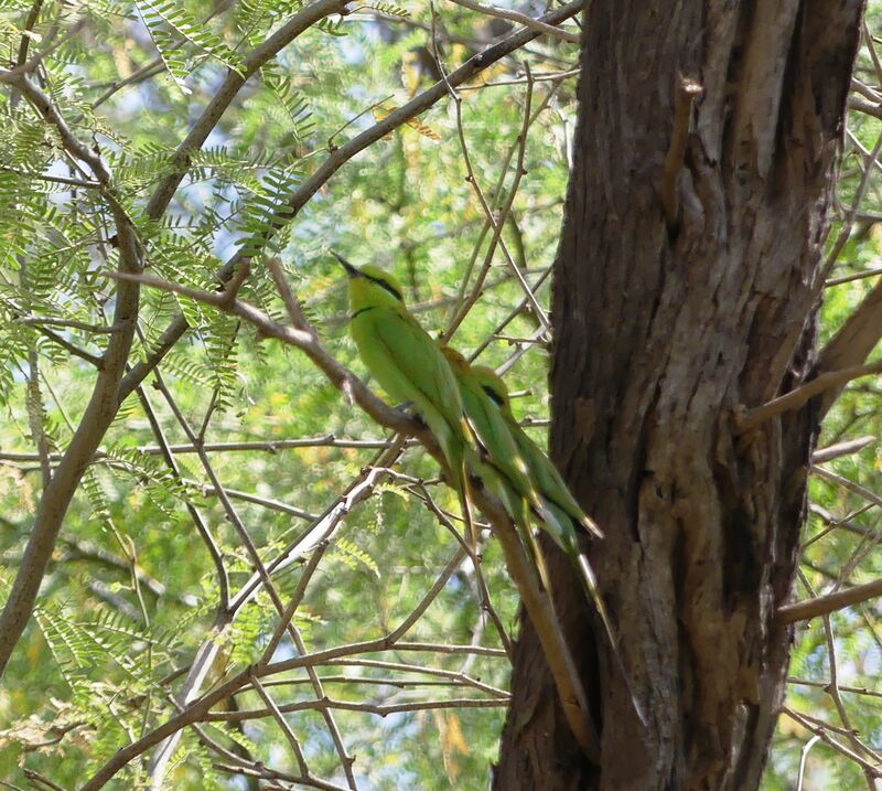 African Green Bee-eater